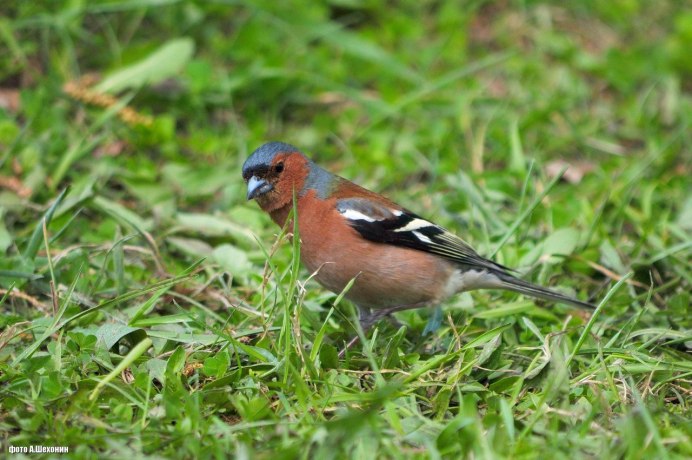 Виды Зябликов в России фото