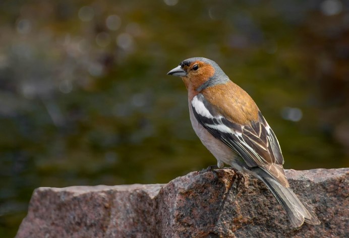 Обыкновенный Зяблик голос