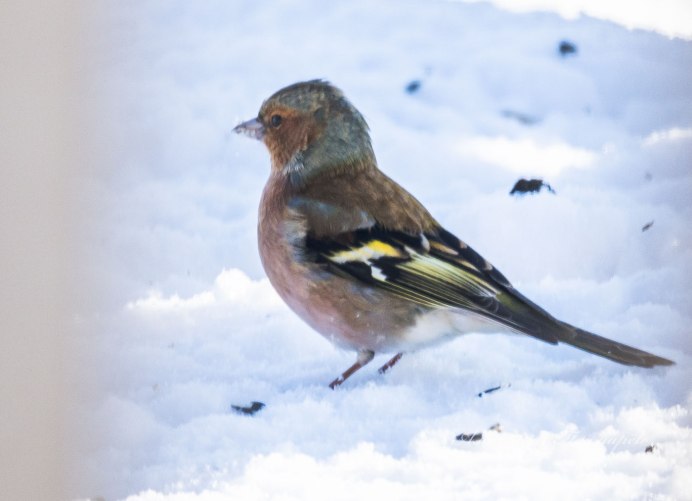 Вьюрок Зяблик