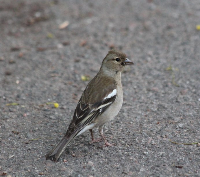 Вьюрковые Зяблик самка