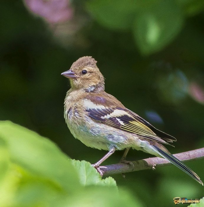 Зяблик самка и самец