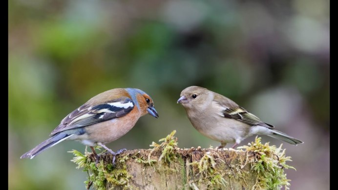 Копетдагский Зяблик