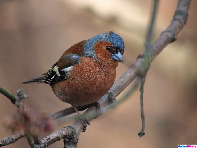 Обыкновенный Зяблик самец