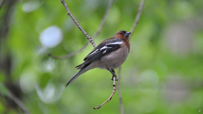 Зяблик самка