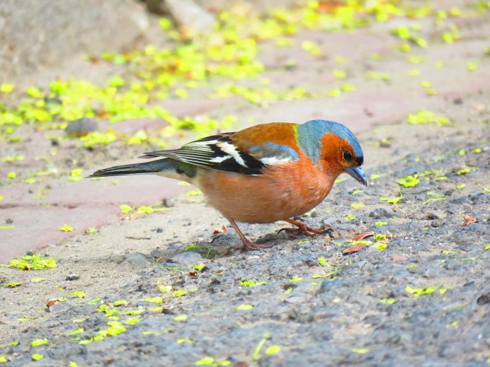 Зяблик (fringilla COELEBS)