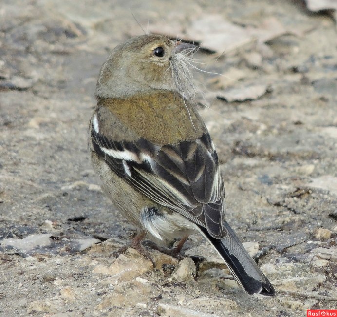 Копетдагский Зяблик