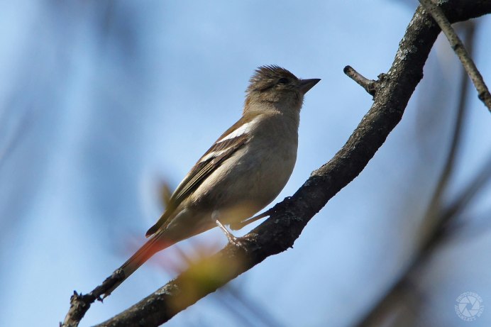 Зяблик (fringílla COÉLEBS)