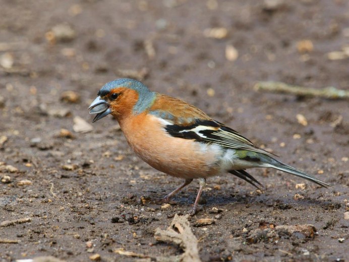 Зяблик птица самец