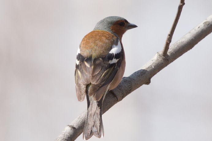 Гульдовой Зяблик