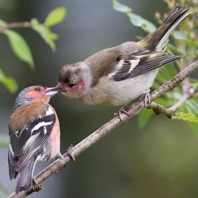 Обыкновенный Зяблик