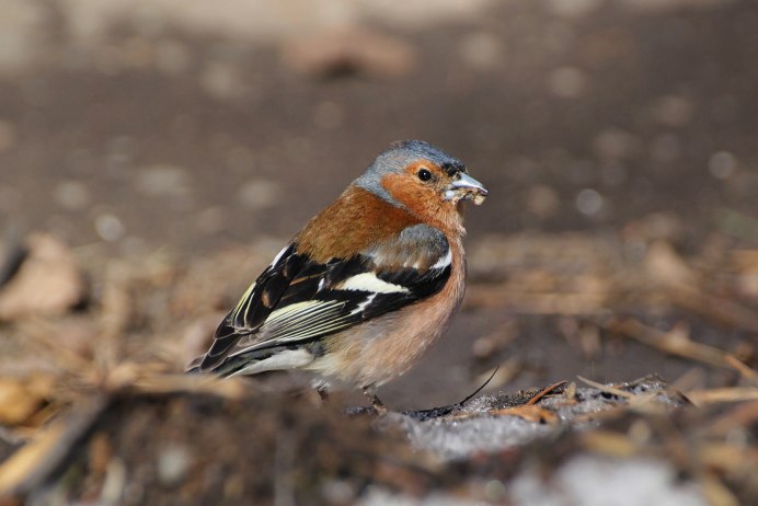 Обыкновенный Зяблик самка