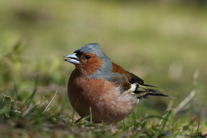 Птица Зяблик самка