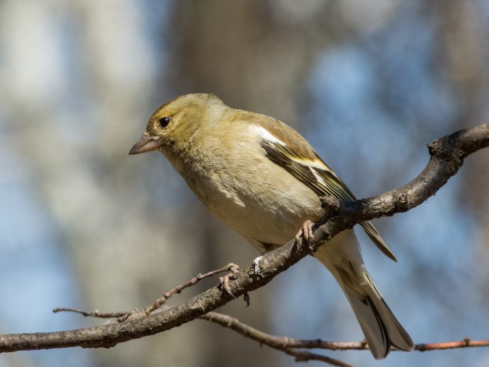 Зяблик и щегол