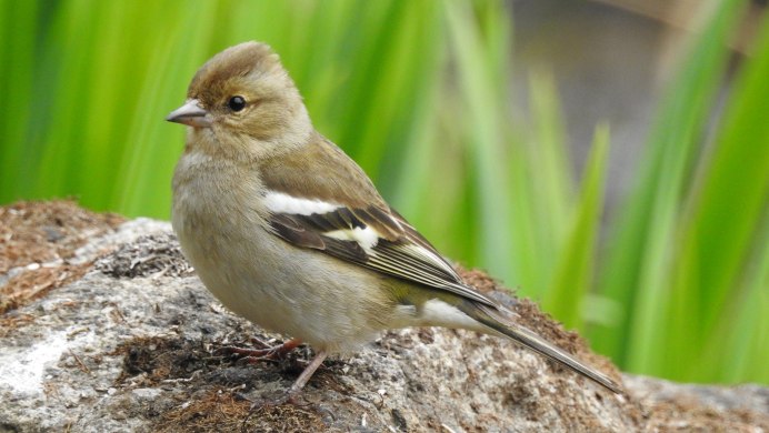 Зяблик диморфизм