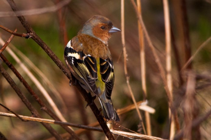 Sibirds Дубиковский Штейнбреннер Зяблик