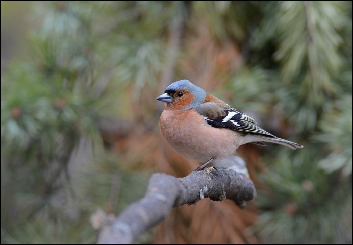 Обыкновенный Зяблик самка и самец