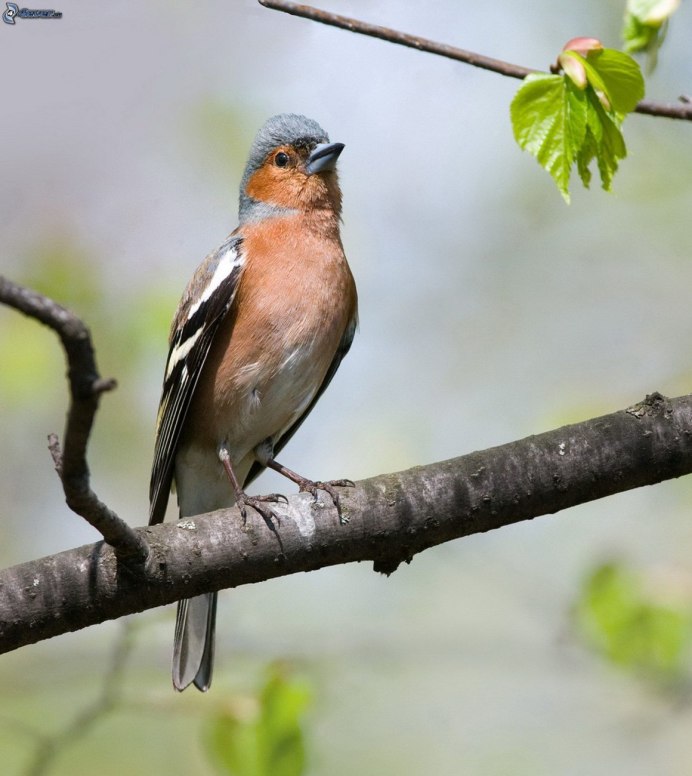 Зяблик смешной