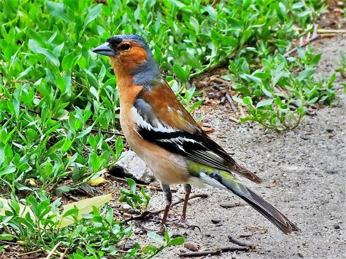 Зяблик кавказский заповедник