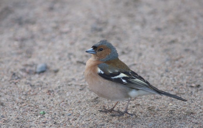 Зяблик Славка