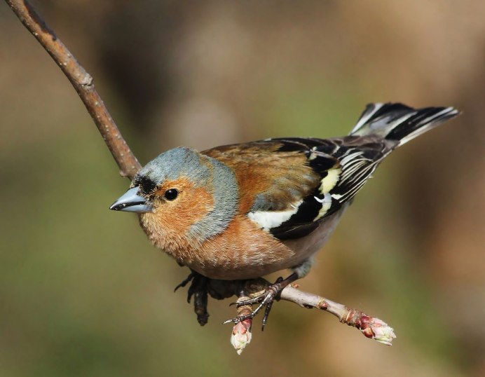 Зяблик самка птенец