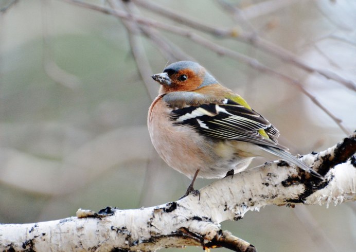 Зяблик зимующая птица