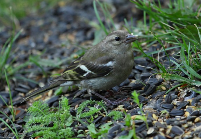 Вьюрковые Зяблик