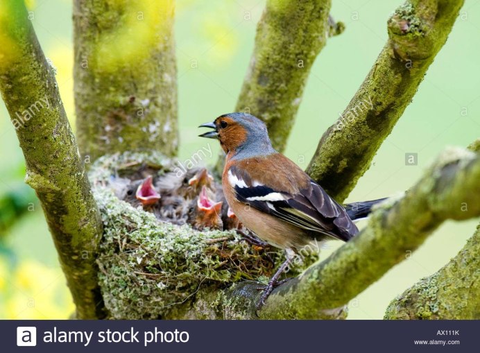 Обыкновенный Зяблик