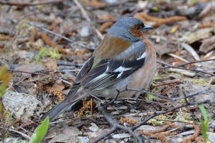 Зяблик ареал