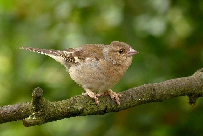 Гульдовой Зяблик