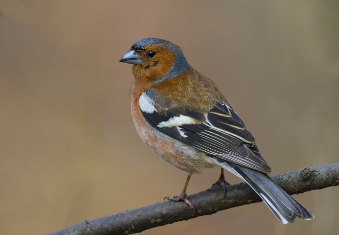 Вьюрковые Зяблик