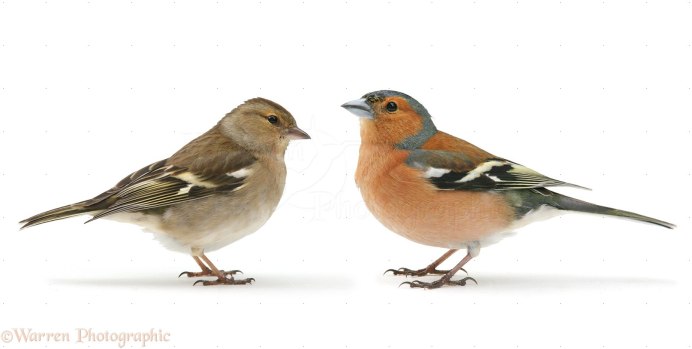 Голдианский Зяблик