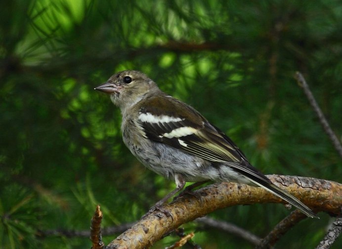 Гульдовой Зяблик
