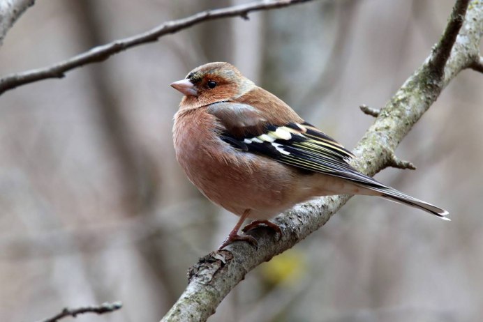 Зяблик Воронежской области