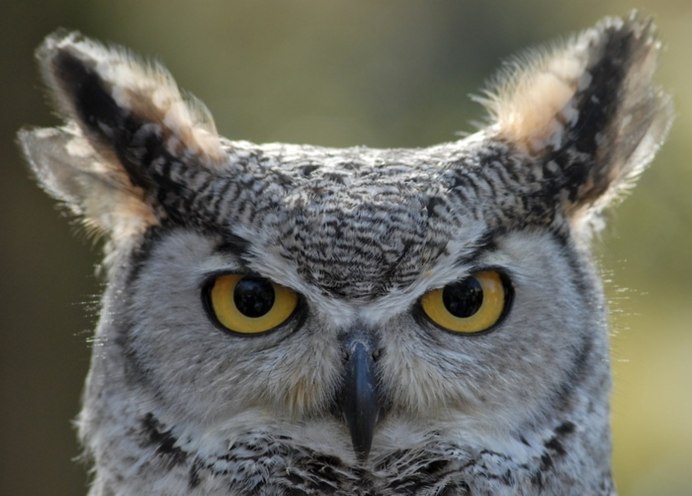 Ушастая Сова (лат. ASIO Otus)