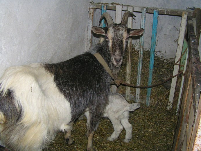 Венгерская коза