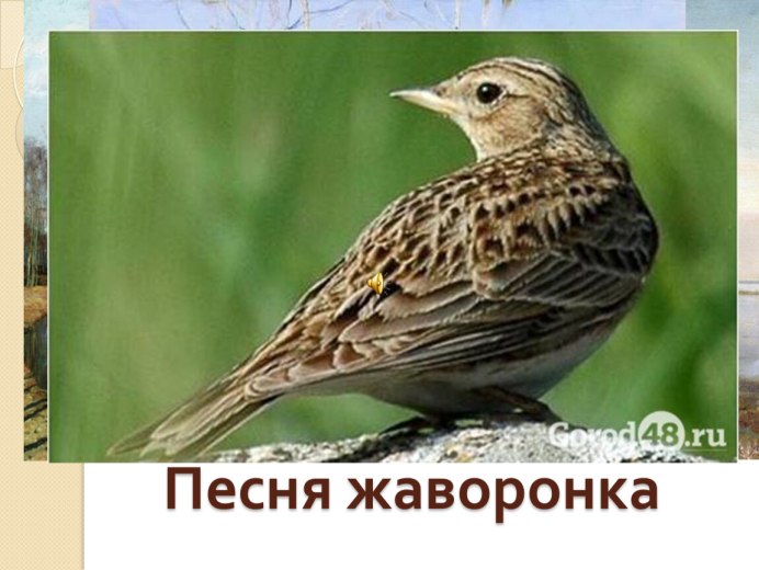 Полевые птицы Кубани