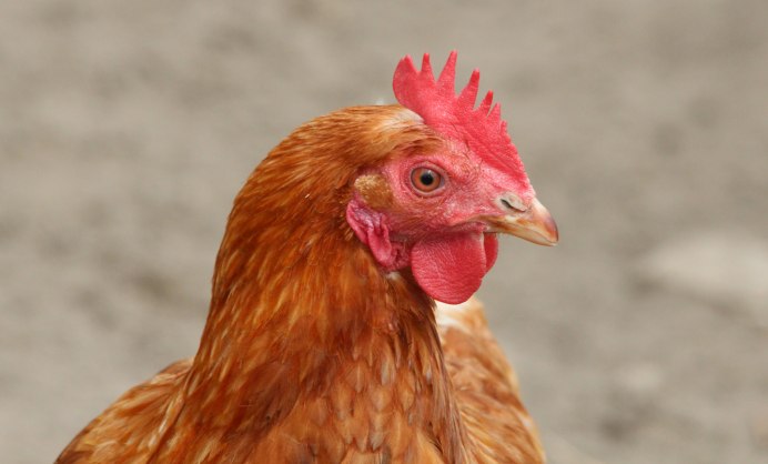 Hen курица
