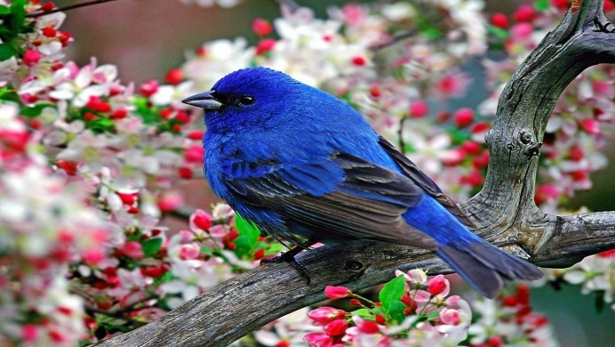 Природа птицы