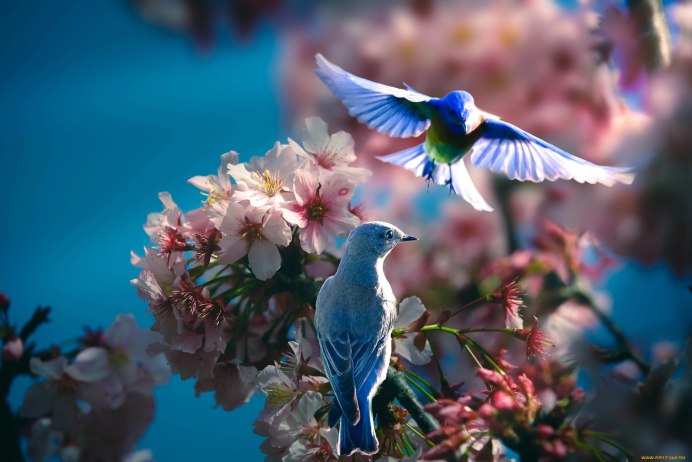 Природа птицы