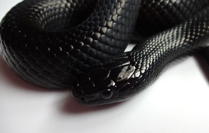 Королевская черная змея