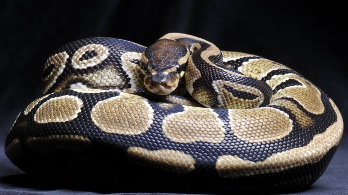 Королевский питон Piebald