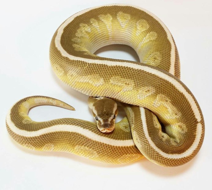 Королевский питон Piebald