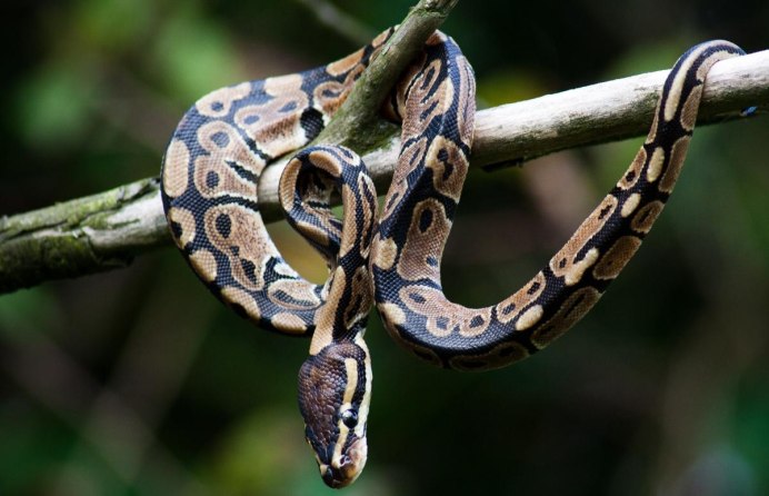Королевский питон Woma