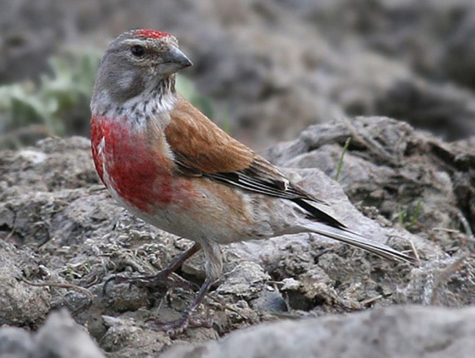 Птицы овсянка Коноплянка