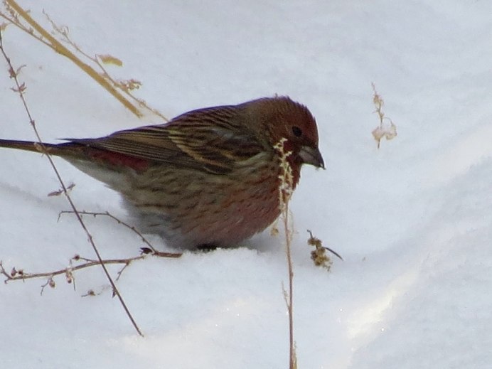 Сибирская чечевица