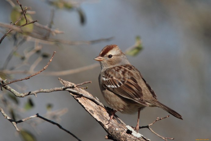 Голоса птиц Воробей