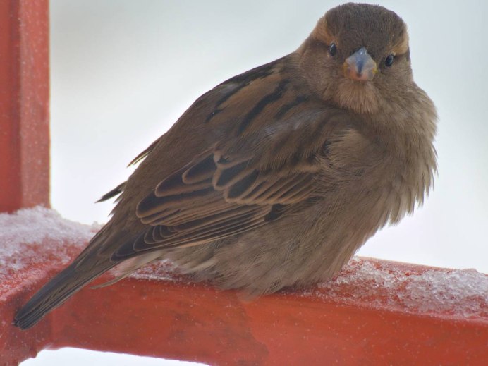 Carpodacus erythrinus