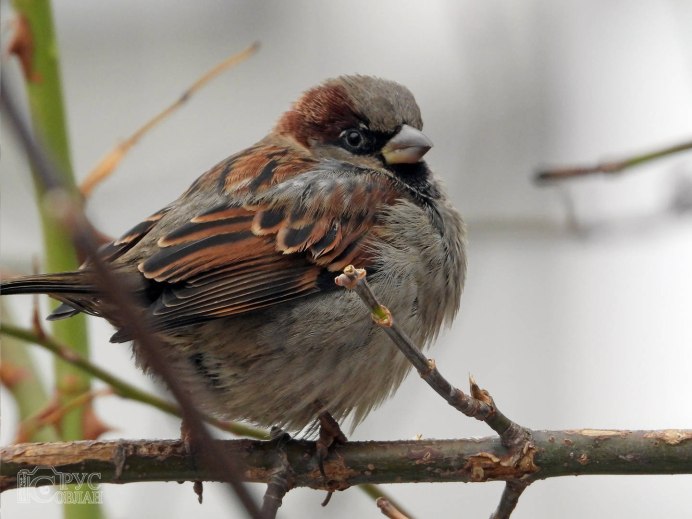 Лесная завирушка птица