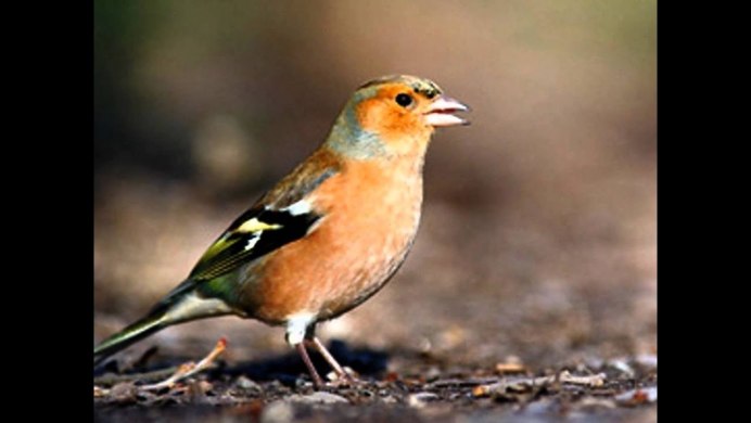 Зяблик Эстонии