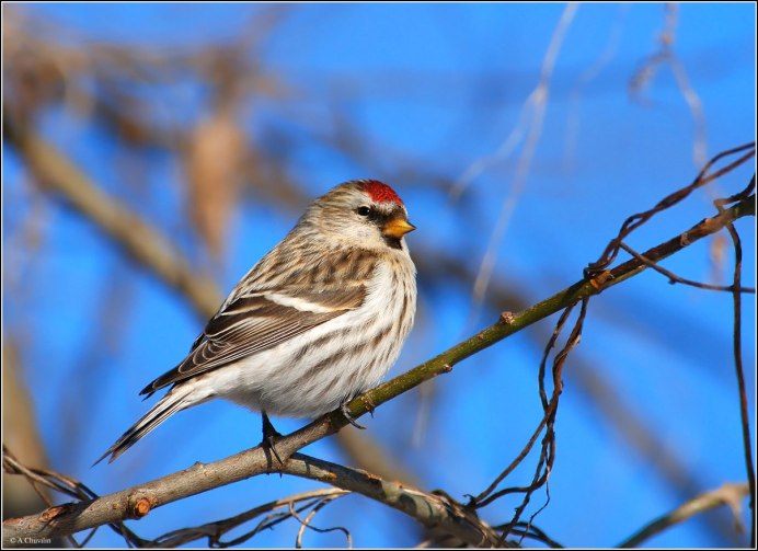 Отряд воробьиных чечетка